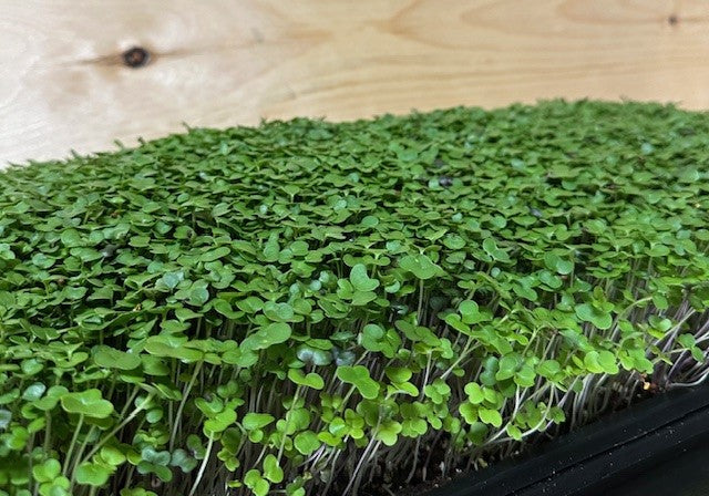 Microgreens