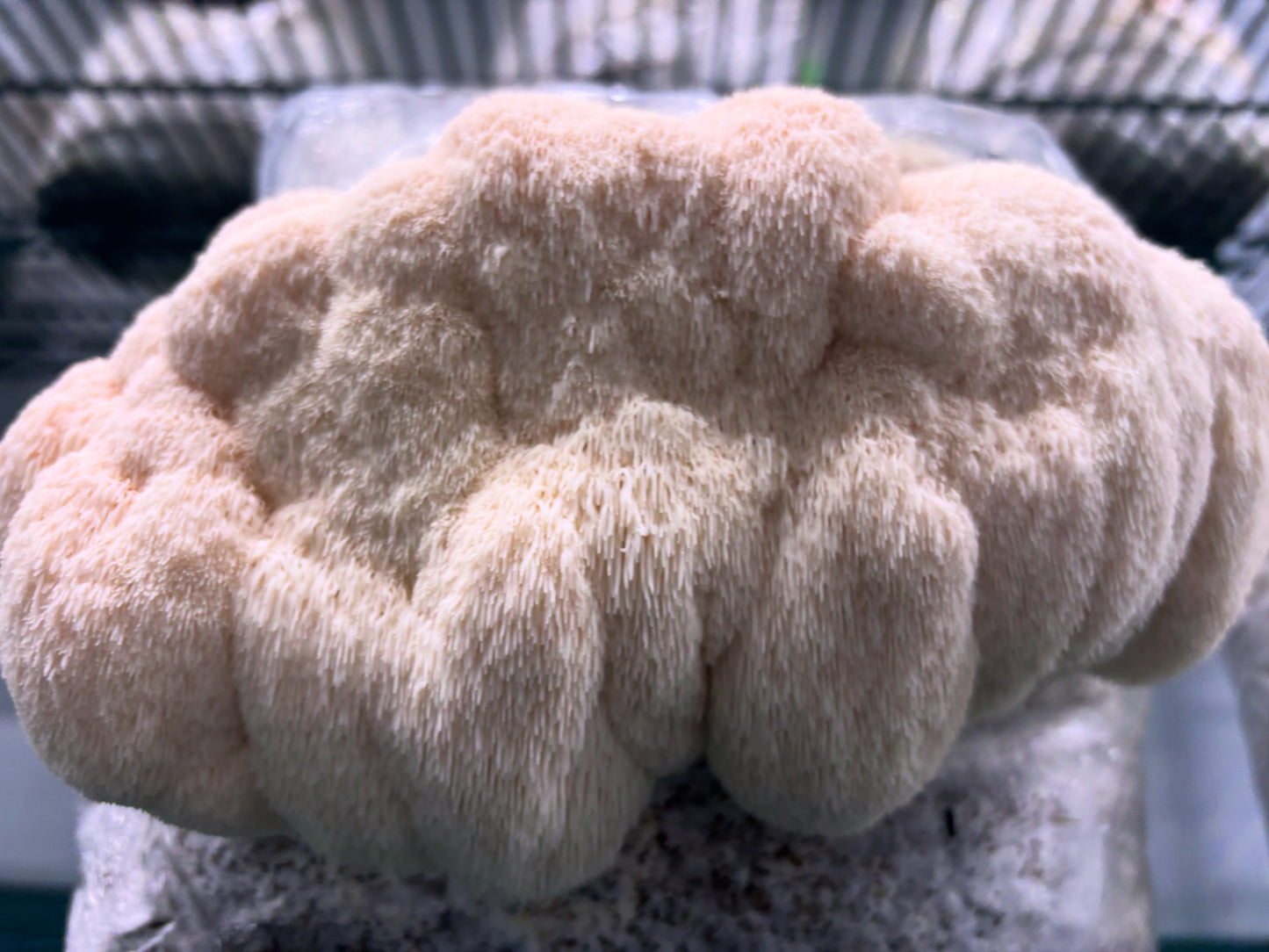 pure lions mane mushroom
