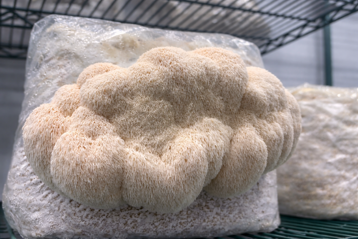 Lion's Mane Mushroom Extract Tincture