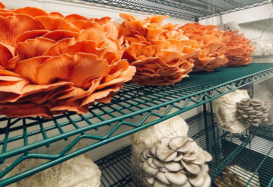 From Spore to Harvest: A Fresh Harvest Farms Tour