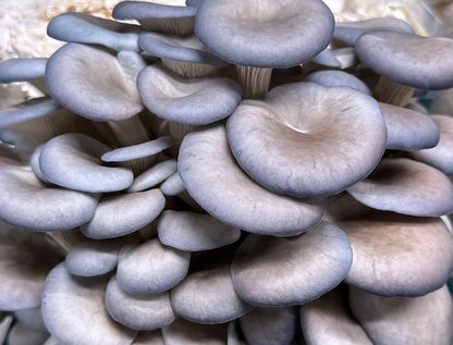 Gray Oyster Mushroom Caps (no stems)