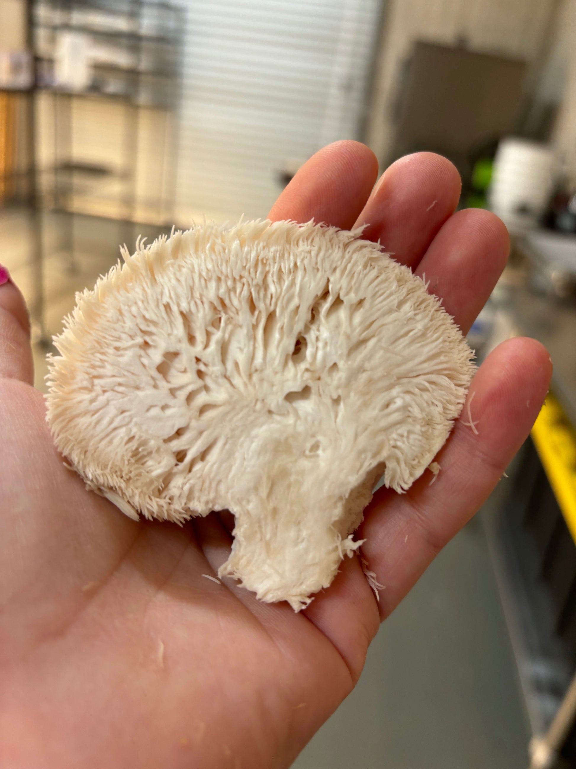 lions mane mushroom in hand