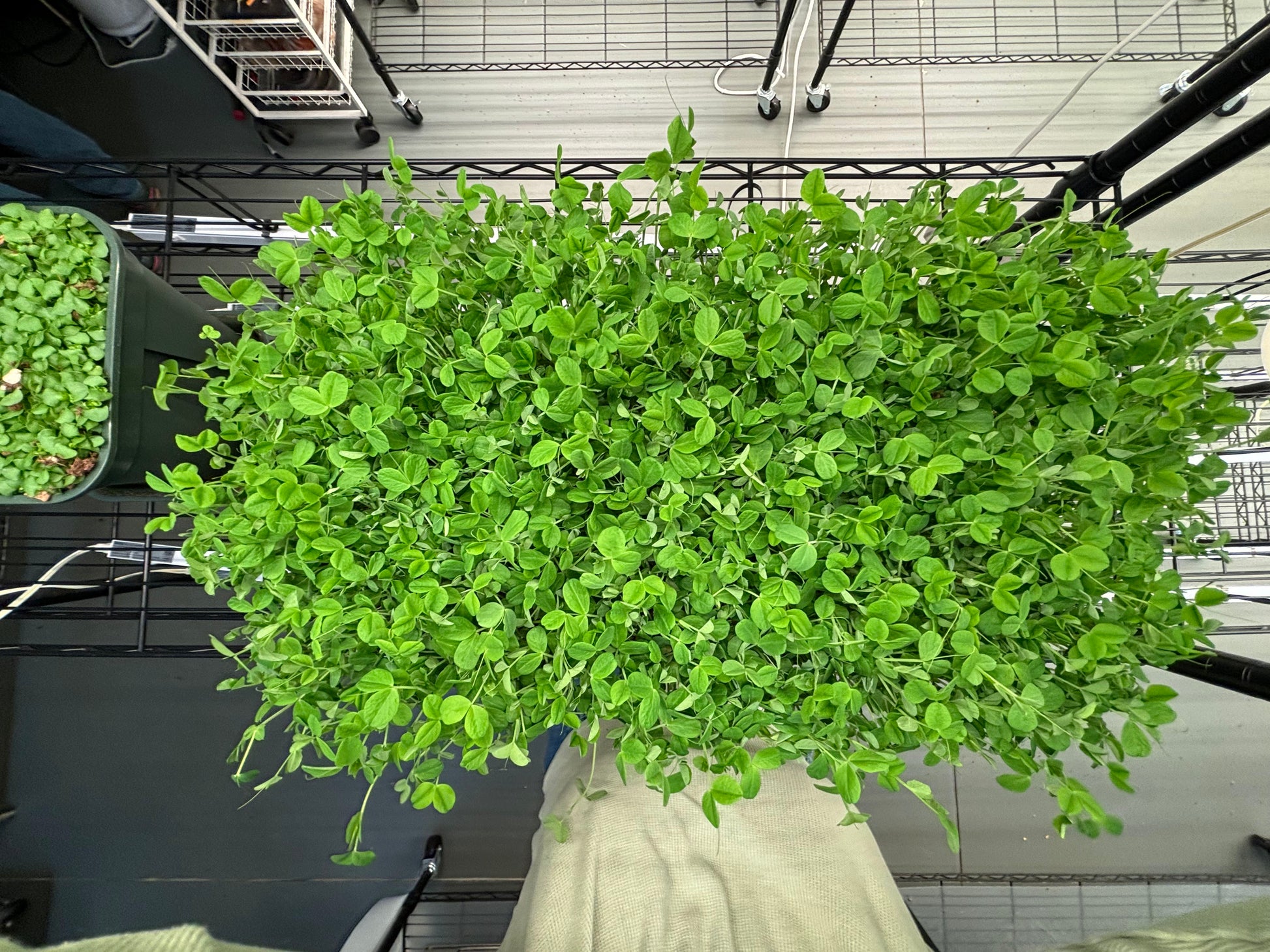 organic microgreens in grow farm