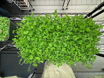 organic microgreens in grow farm