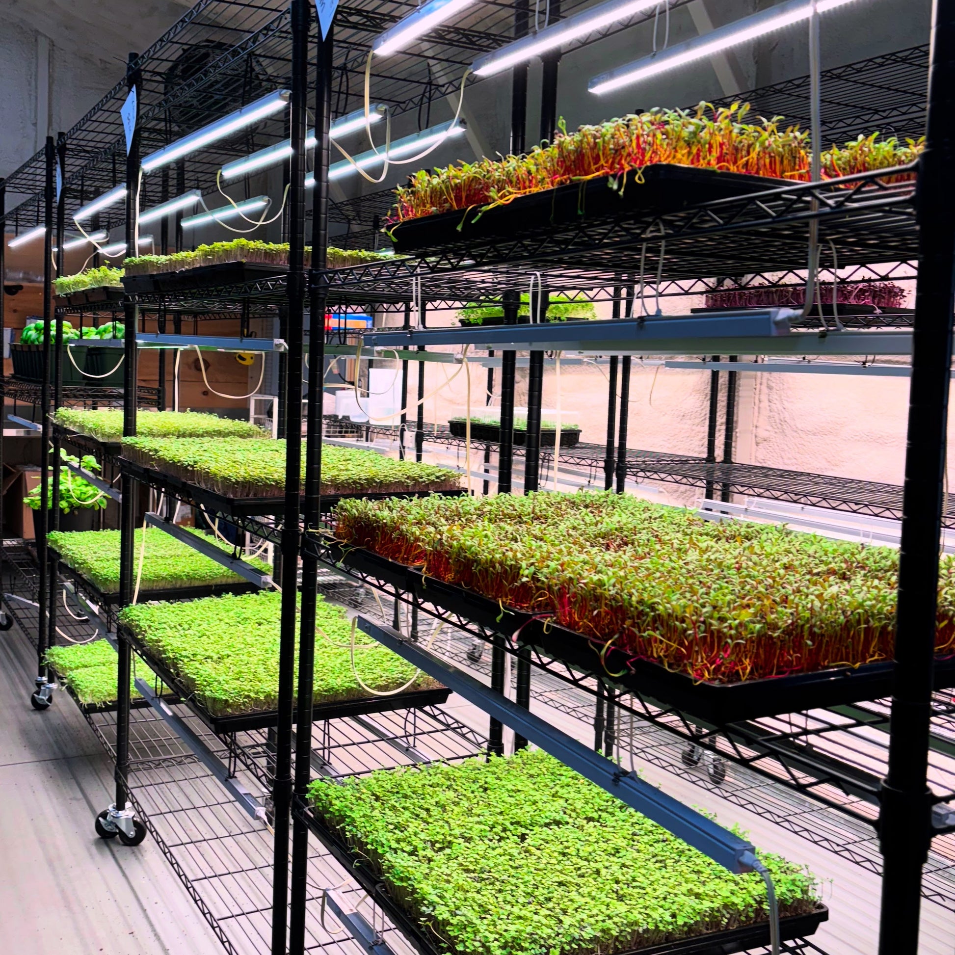 organic beet microgreens growing in vertical farm