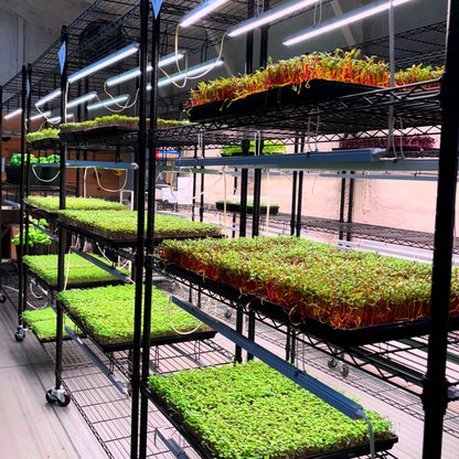 organic beet microgreens growing in vertical farm