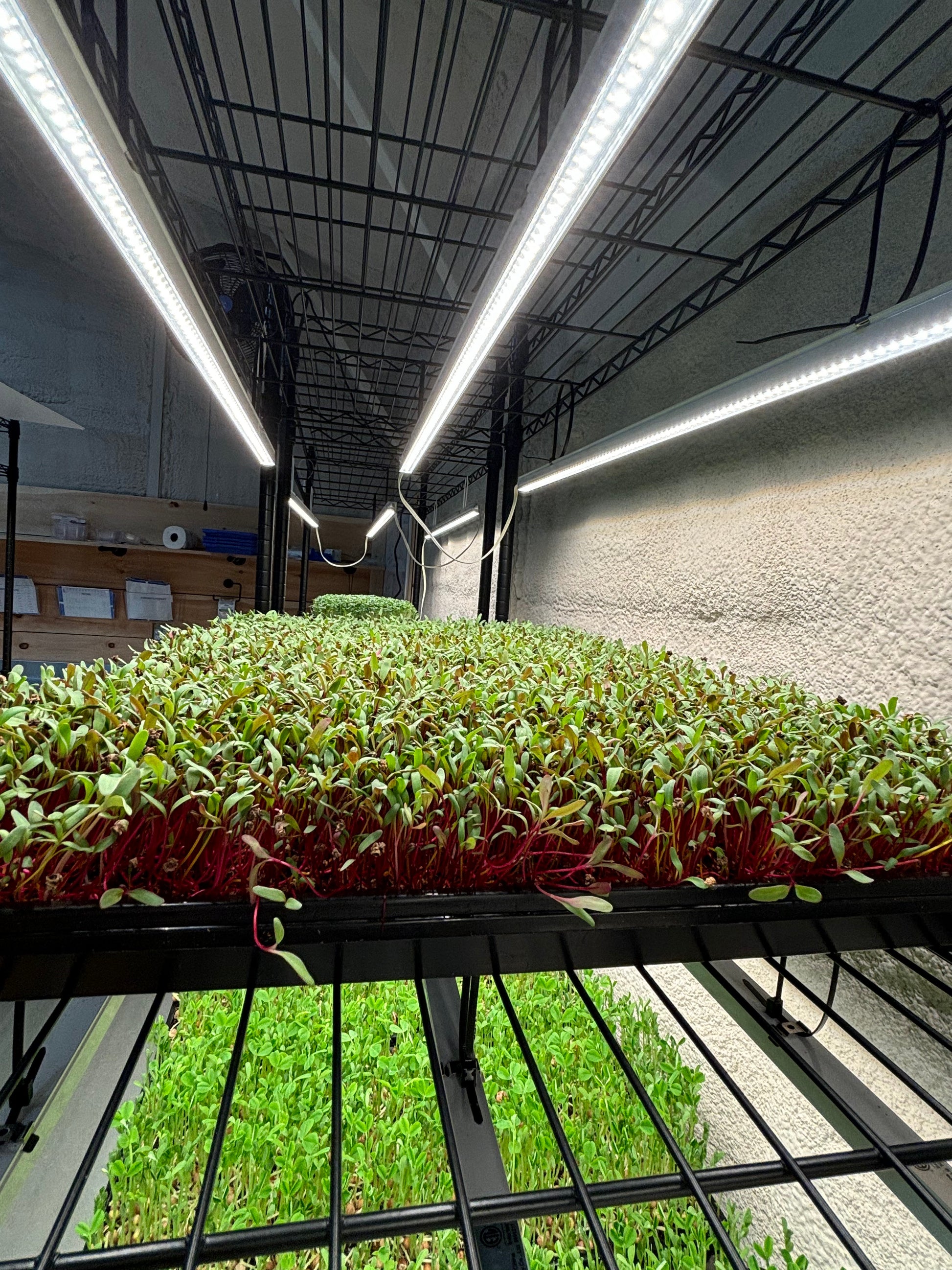 certified organic beet microgreens growing in vertical farm for beet powder