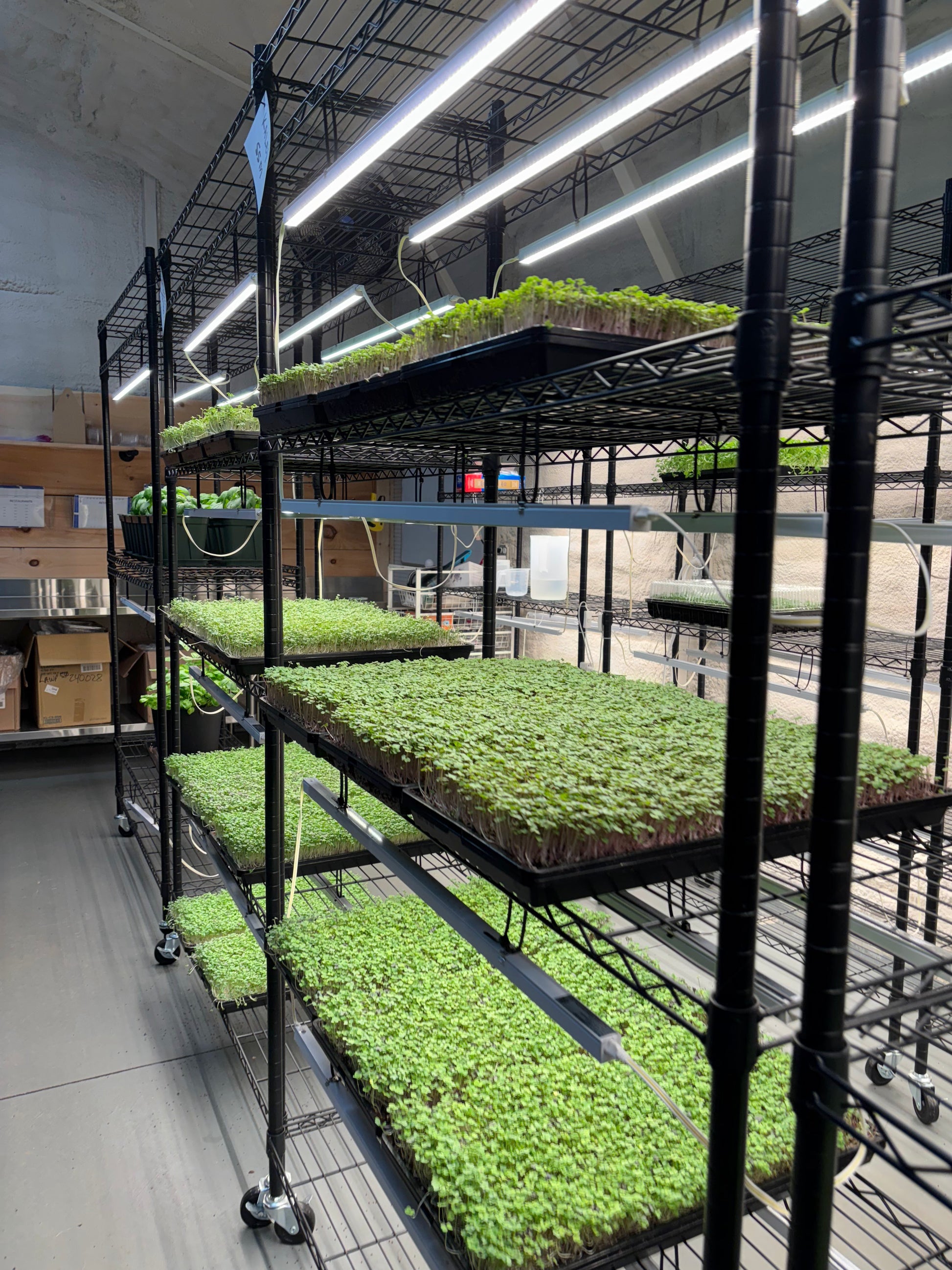 Gardening setup with black metal shelves holding organic microgreens under bright lights.