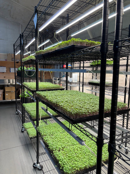 Gardening setup with black metal shelves holding organic microgreens under bright lights.