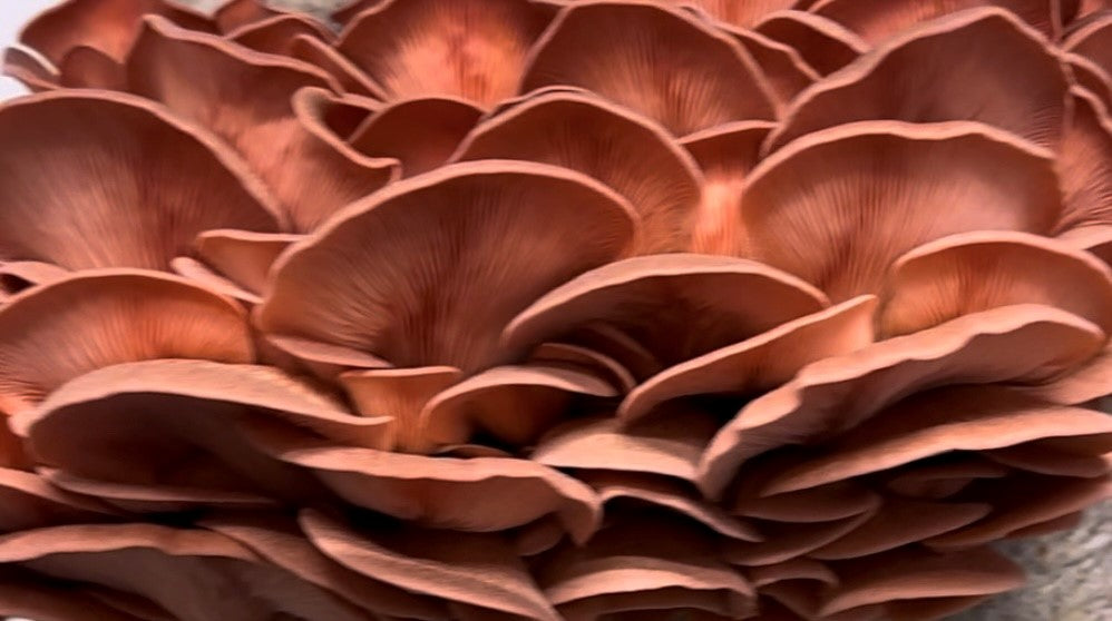 Pink Oyster Mushroom Caps (no stems)