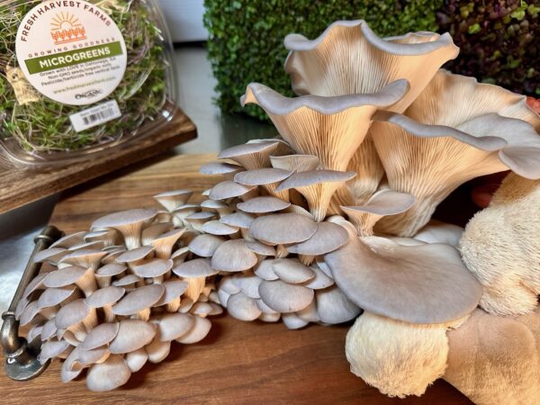 Gray Oyster Mushrooms - Image 2