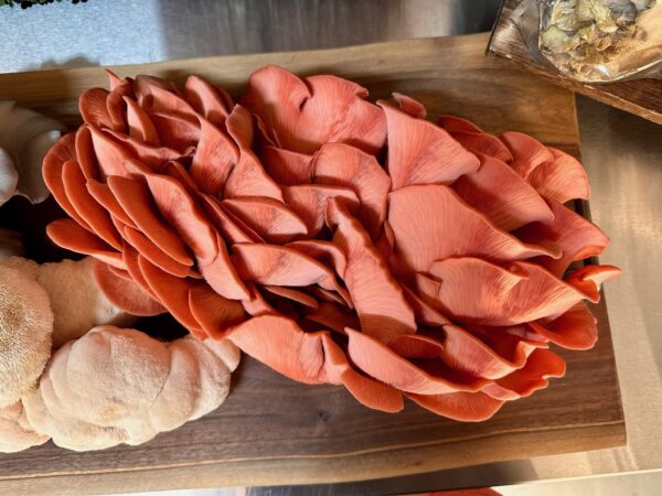 Pink Oyster Mushrooms - Image 2